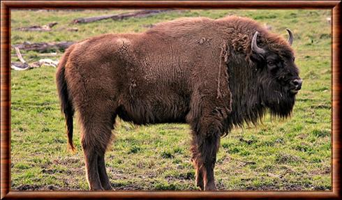 Bison d'Europe en Suède