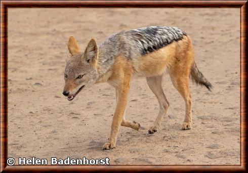 Black-backed jackal