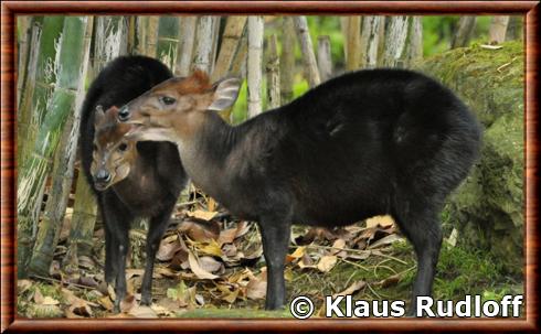 Black duiker