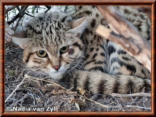 Black-footed cat (Felis nigripes)