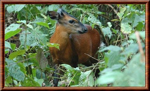 Black-fronted duiker