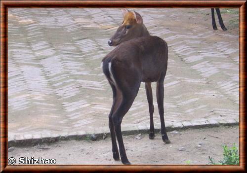 Black muntjac (Muntiacus crinifrons)