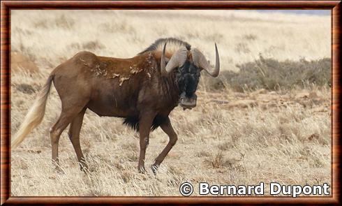 Black Wildebeest