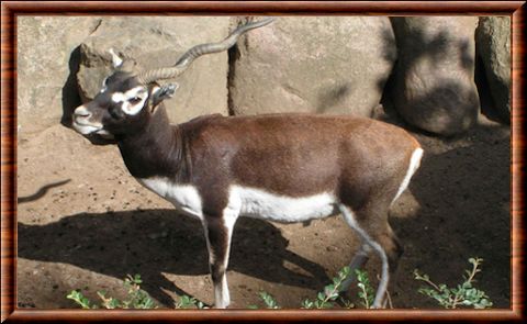 Blackbuck