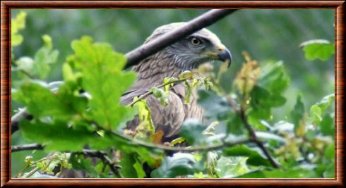 Black kite