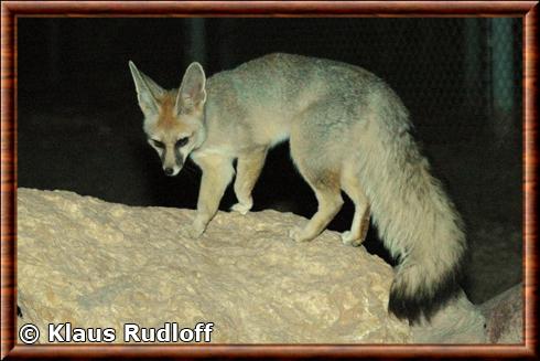 Blanford's fox