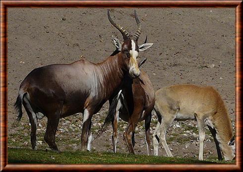 blesbok Copenhagen zoo