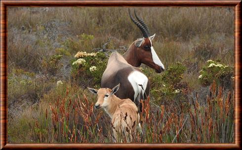 Blesbok femelle