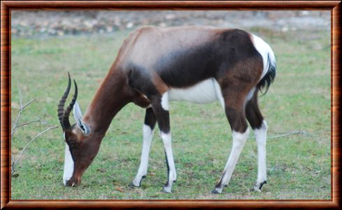 Blesbok (Damaliscus pygargus)