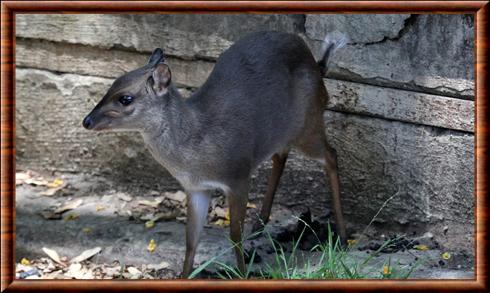 Blue duiker