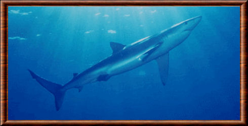 Blue shark