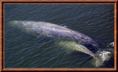 Blue whale