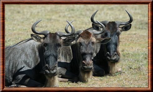 Blue wildebeest