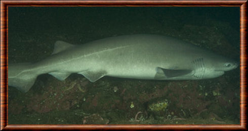 Bluntnose sixgill shark