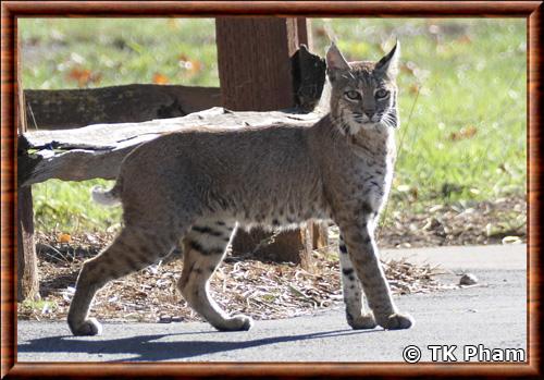 Bobcat (Lynx rufus)