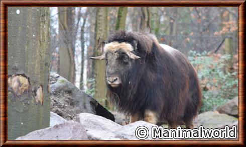 Boeuf musque au zoo de Mulhouse