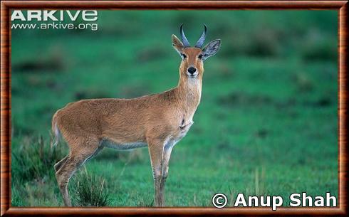 Bohor reedbuck