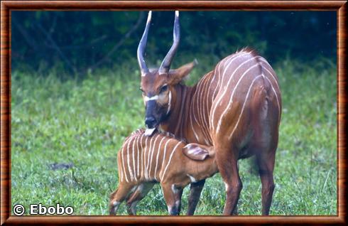 bongo femelle et son petit.jpg