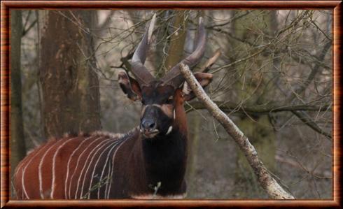 Bongo (Tragelaphus eurycerus)