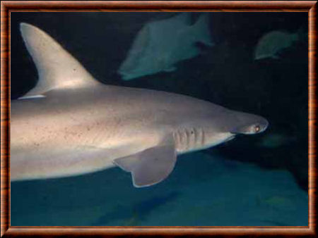 Bonnethead shark