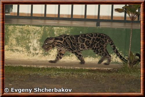 Bornean clouded leopard (Neofelis diardi borneensis)