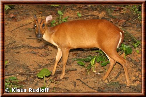 Bornean yellow muntjac (muntiacus atherodes)