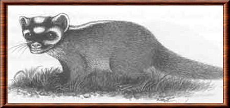 Bornean ferret-badger