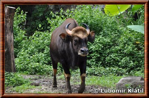 Gaur de Thailande (Bos gaurus laosiensis)