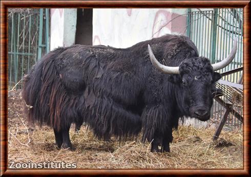 Yak domestique (Bos grunniens)