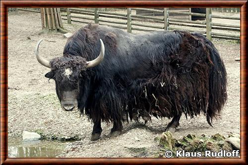 Yak domestique (Bos grunniens) Bos grunniens