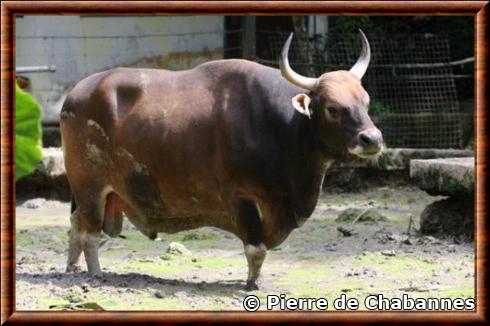 Banteng de Bornéo (Bos javanicus lowi)