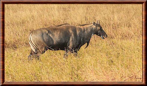 Boselaphus tragocamelus