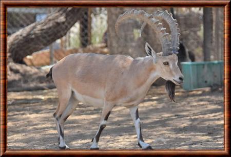 Bouquetin de Nubie zoo Neguev