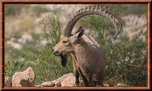 Bouquetin de Nubie (Capra nubiana)