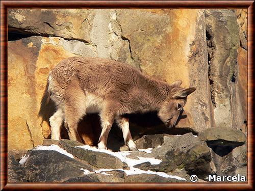 Bouquetin de Sibérie juvénile au zoo de Moscou Bouquetin de Sibérie juvenile