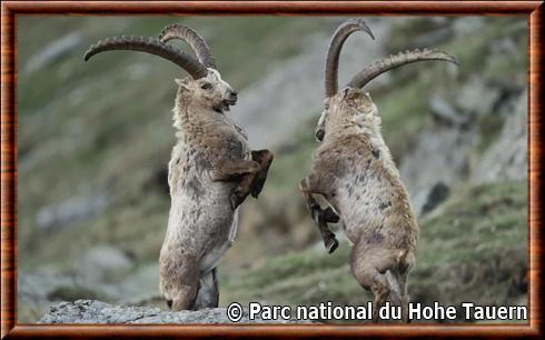 bouquetin des Alpes Hohe Tauern