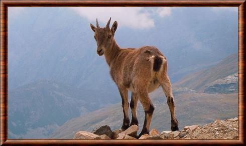 bouquetin des Alpes juvenile