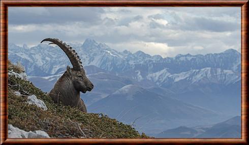 bouquetin des Alpes vercors