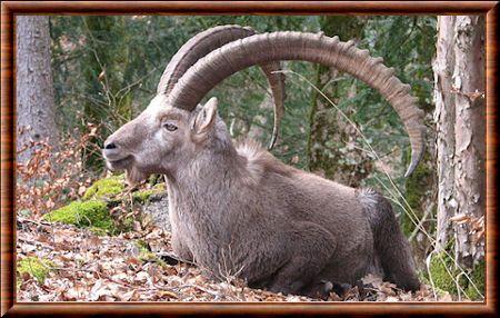 Bouquetin des Alpes (Capra ibex)