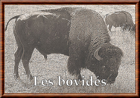 Bovidae