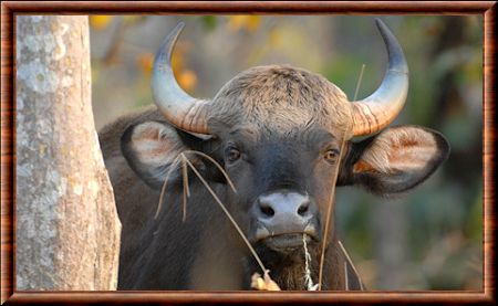 Gaur