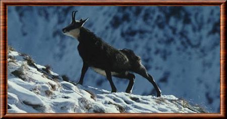 Chamois