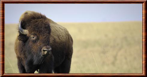 Bison