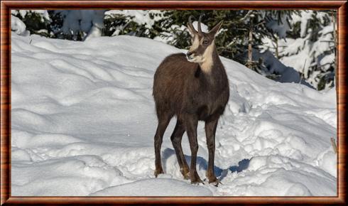 Chamois