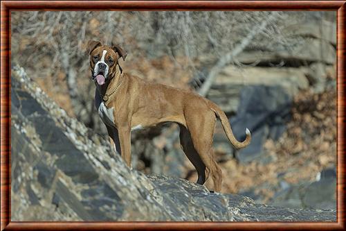 Le boxer est une des nombreuses races de chien Boxer