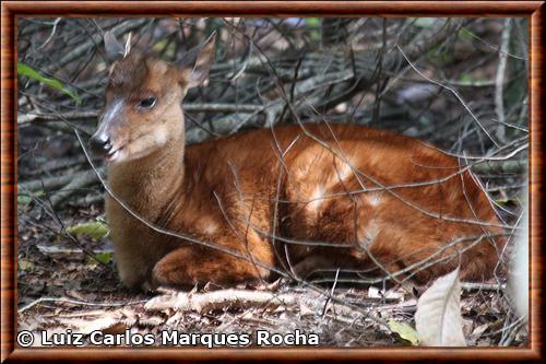 Brazilian Dwarf Brocket