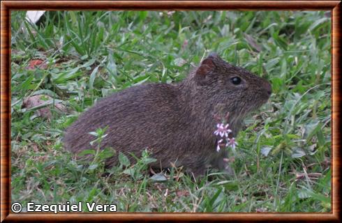 Brazilian guinea pig