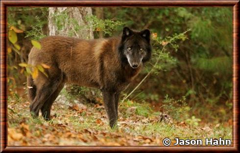 British columbia wolf