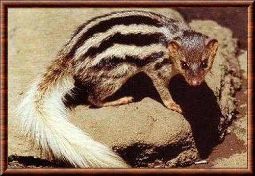 Broad-striped Malagasy mongoose