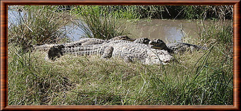 Broad-snouted caiman